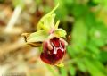 Ophrys oxyrrhynchos subsp. ingrassiae